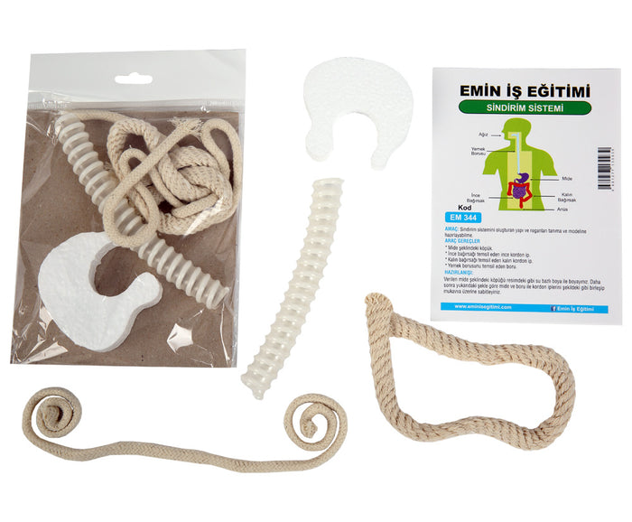 Sindirim Sistemi Modeli Deney Seti insan Fen Materyali - Indirimsepeti