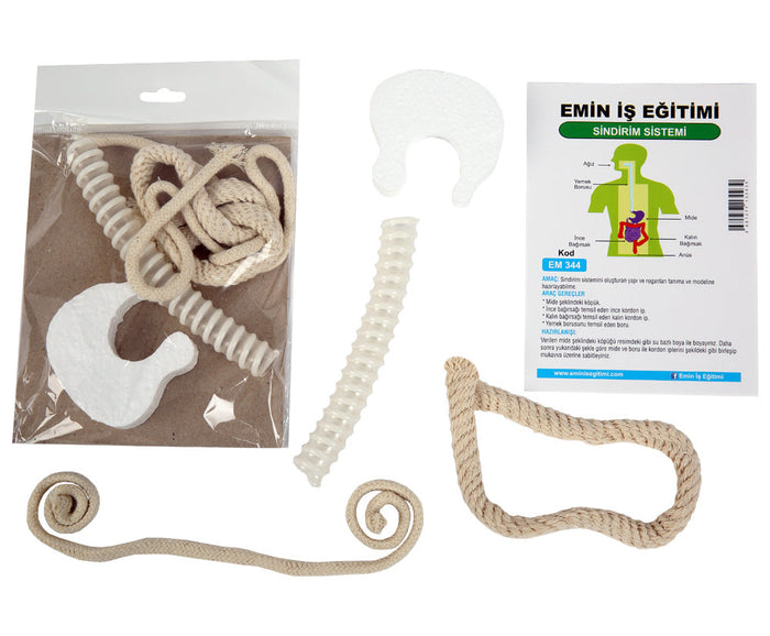 Sindirim Sistemi Modeli Deney Seti insan Fen Materyali - Indirimsepeti