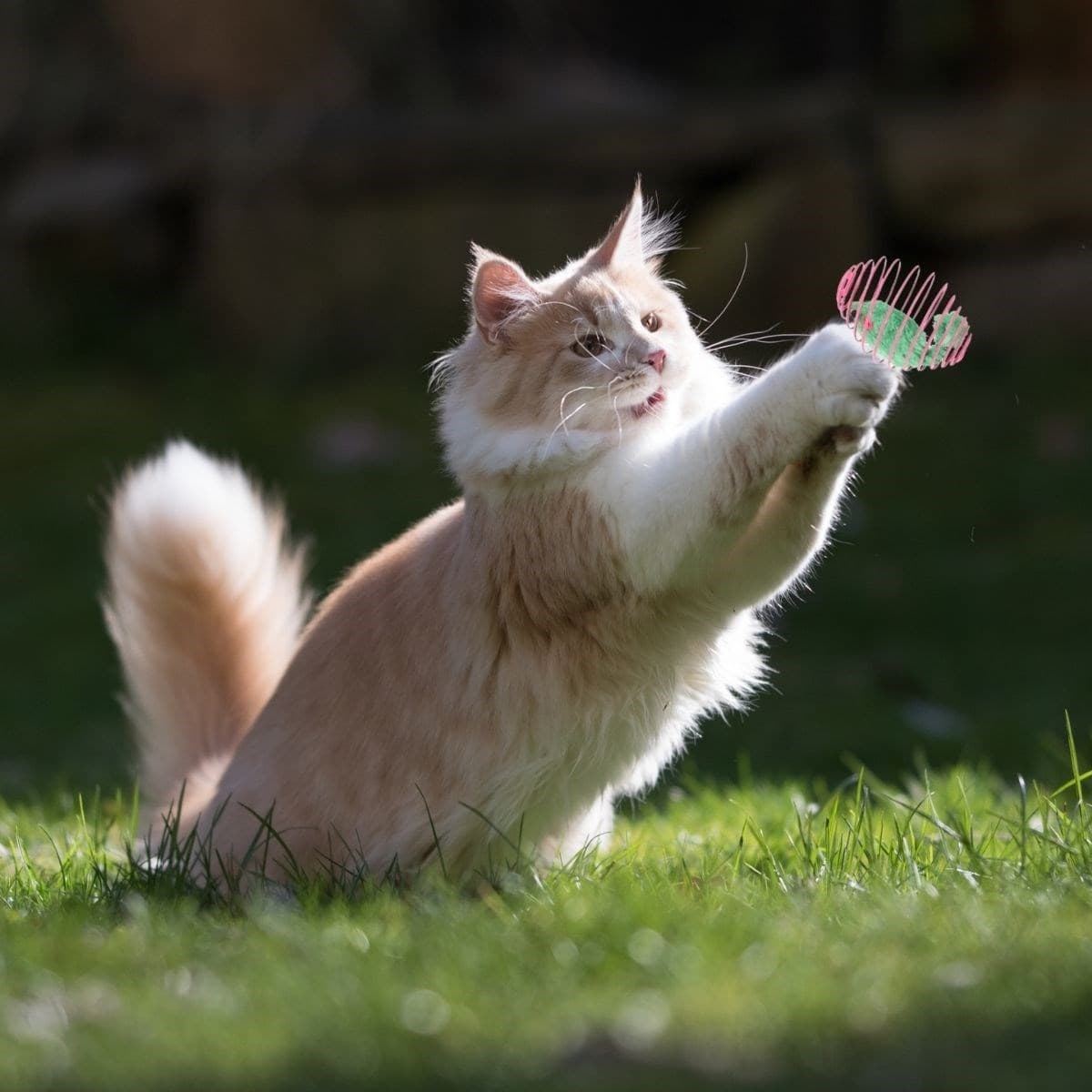 Yaylı Metal Fareli Kafes Kedi Oyun Topu Sıçrayan Spiral Kedi Topu - Görsel 2