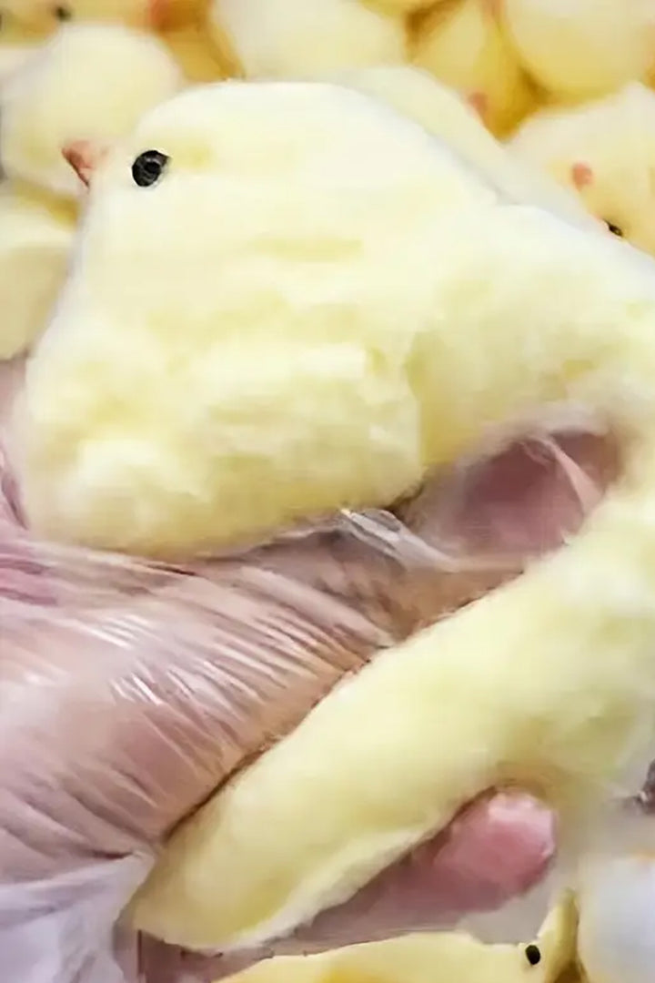 Civciv squishy civciv sukuşi Taba squishy hayvan figürlü Silikon Sevimli Civciv Stres Azaltıcı - Indirimsepeti